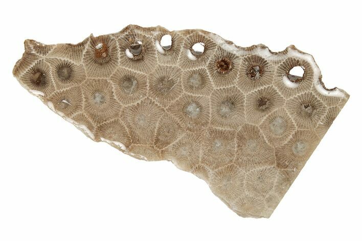 Polished Petoskey Stone (Fossil Coral) Slab - Michigan #204807